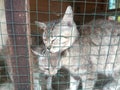 Little tabby cute kitten in the cage in cat shelter Royalty Free Stock Photo