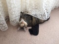Cheeky Junior Tabby Cat Girl
