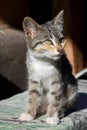 Little tabby kitten Royalty Free Stock Photo