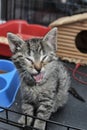 Little tabby kitten in a cage Royalty Free Stock Photo