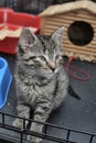 Little tabby kitten in a cage Royalty Free Stock Photo