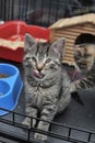 Little tabby kitten in a cage Royalty Free Stock Photo