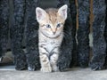 little tabby kitten in the curtain