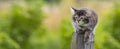 little tabby kitten on garden fence Royalty Free Stock Photo