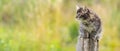 Little tabby kitten on garden fence Royalty Free Stock Photo