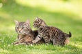 A little tabby kitten iterrupting her mom cat in the garden Royalty Free Stock Photo