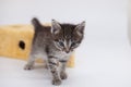 A little tabby kitten looks into the camera Royalty Free Stock Photo