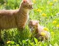 Little tabby kitten with mother cat