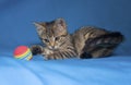 Little tabby kitten Royalty Free Stock Photo