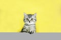 Little tabby kitten of the Scottish Straight cat with fur colored in black marble on silver on a illuminating yellow and ultimate Royalty Free Stock Photo