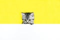 Little tabby kitten of the Scottish Straight cat with fur colored in black marble on silver on a illuminating yellow and white Royalty Free Stock Photo