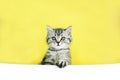 Little tabby kitten of the Scottish Straight cat with fur colored in black marble on silver on a illuminating yellow and white Royalty Free Stock Photo