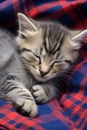 Little tabby kitten sleeping on the sofa at home.