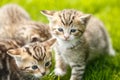 Little tabby kittens playing on the grass