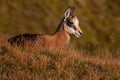 Little tatra chamois laying down in mountains in summer.