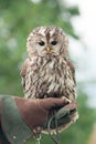 Little tawny owl in summer amid green grass sitting on glove Royalty Free Stock Photo