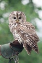 Little tawny owl in summer amid green grass sitting on glove Royalty Free Stock Photo