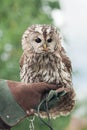 Little tawny owl in summer amid green grass sitting on glove Royalty Free Stock Photo