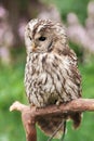 Little tawny owl in summer amid green grass sitting on glove Royalty Free Stock Photo