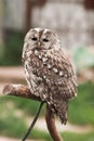 Little tawny owl in summer amid green grass sitting on glove Royalty Free Stock Photo