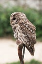 Little tawny owl in summer amid green grass sitting on glove Royalty Free Stock Photo