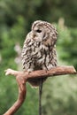 Little tawny owl in summer amid green grass sitting on glove Royalty Free Stock Photo