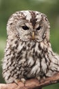 Little tawny owl in summer amid green grass sitting on glove Royalty Free Stock Photo