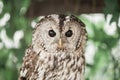 Little tawny owl in summer amid green grass sitting on glove Royalty Free Stock Photo