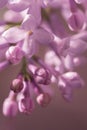 Little tender buds close-up. Beautiful blurred background, unopened small purple lilac florets Royalty Free Stock Photo