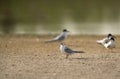 Little tern at Buhair lake Royalty Free Stock Photo