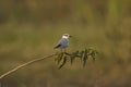 Little tern, Bhigavan, Pune, Maharashtra, India Royalty Free Stock Photo