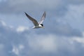 The little tern flew freely in the blue sky