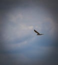 little tern in flight, high over the river Royalty Free Stock Photo