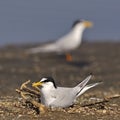 Little Tern Royalty Free Stock Photo