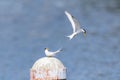 little tern perching on a iron pole in the river Royalty Free Stock Photo