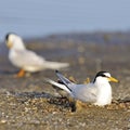 Little Tern Royalty Free Stock Photo