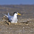 Little Tern Royalty Free Stock Photo