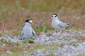 Little tern Sternula albifrons Two Birds Feeding Fish Royalty Free Stock Photo