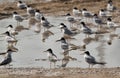 Little Terns at Buhair lake