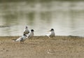 Little terns at Buhair, Bahrain