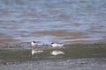 Little terns, Sternula albifrons