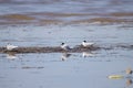 Little terns, Sternula albifrons