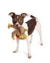 Little Terrier Crossbreed Dog With Plush Toy