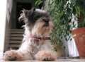 Little terrier dog Royalty Free Stock Photo
