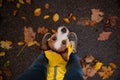 Little terrier at the feet. Jack sat in a yellow raincoat in nature. Dog training. Man and pet.