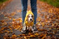 Little terrier at the feet. Jack sat in a yellow raincoat in nature. Dog training. Man and pet.