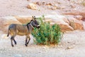 Little tethered donkey in the mountains of Jordan, the ancient city Petra