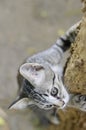 Little Thai cat on tree.