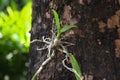 Little Thailand orchid on the tree,Dendrobium orchid flower. Royalty Free Stock Photo