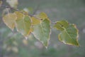 Little thin branch with green yellow leaves in autumn. Autumn arrives in the park.